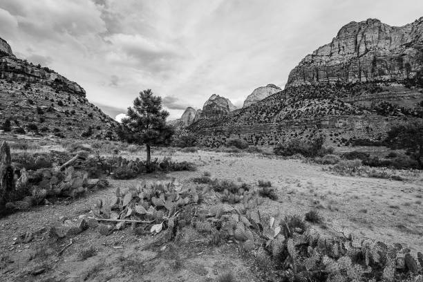 istock Zion National Park 1154902372