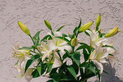 bouquet of blooming white lilies in front of a grey shabby concrete wall