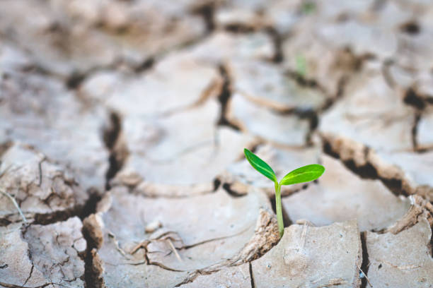 istock Growth of trees in drought, Living with tree drought. 1154903823