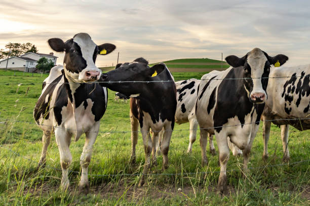 istock Holstein dairy cows standing in a line 1154904010