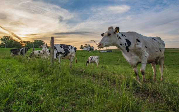 istock Holstein herd against dusk sky 1154904050