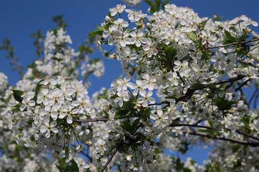 Blossoming of cherry against the background of the blue sky. Blossoming of cherry against the background of the blue sky.