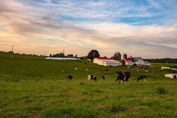 istock Appalachian dairy farm at twilight 1154904879