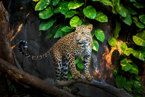 istock Leopard resting in the natural atmosphere. 1154905172