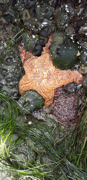 istock Starfish in Vancouver island 1154905819