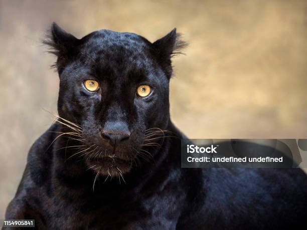 Leopardo O Pantera Están Mirando Fijamente Foto de stock y más banco de imágenes de Animal - Animal, Animal doméstico, Cabeza de animal - iStock Leopardo O Pantera Están Mirando Fijamente Foto de stock y más banco de imágenes de Animal - Animal, Animal doméstico, Cabeza de animal - iStock