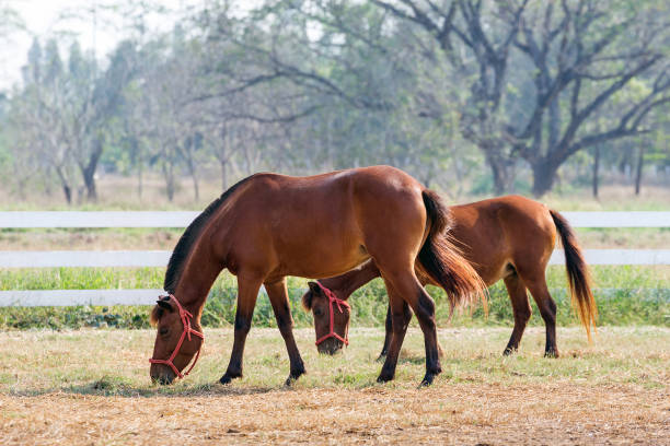 istock Horses are resting in the natural atmosphere. 1154905859