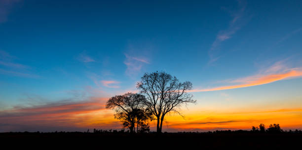 istock Panorama silhouette tree in africa with sunset.Tree silhouetted against a setting sun. 1154906006