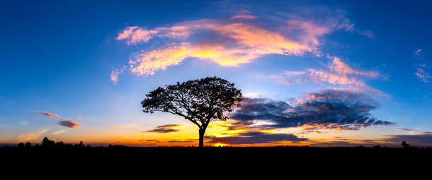 istock Panorama silhouette tree in africa with sunset.Tree silhouetted against a setting sun. 1154906012