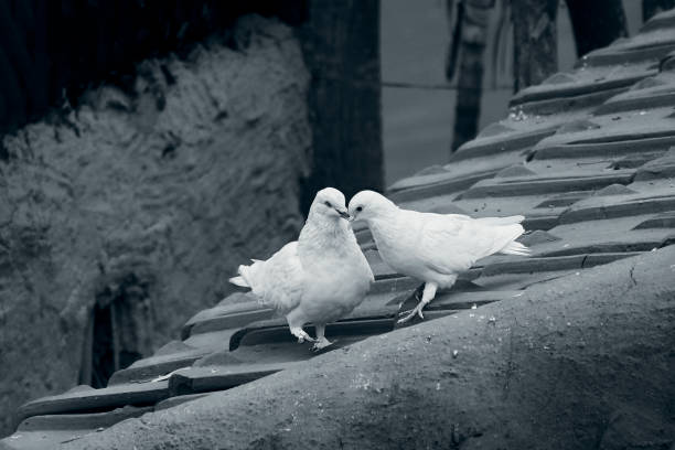 Kissing pigeons on rooftop, in a village of West Bengal