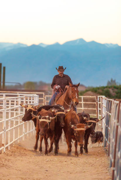 istock Cowboy pushing cattle to the roping box 1154906180