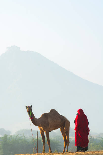 Camels market at the Pushkar fair in India