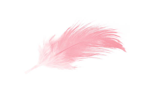 istock Coral pink feather on white background 1154907390