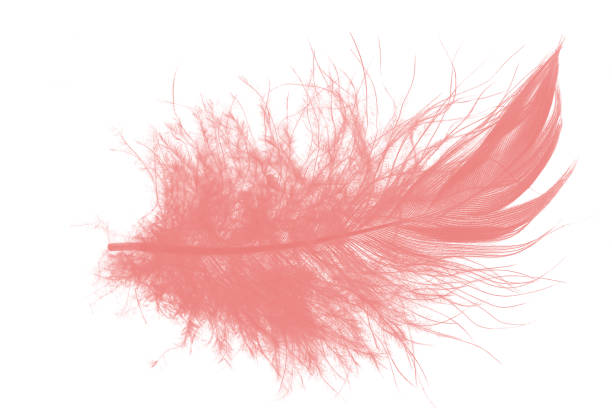 istock Coral pink feather on white background 1154907893