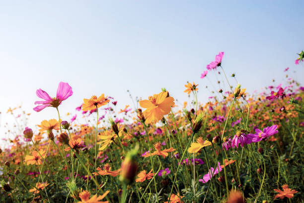 istock Cosmos of dries at sky. 1154907932