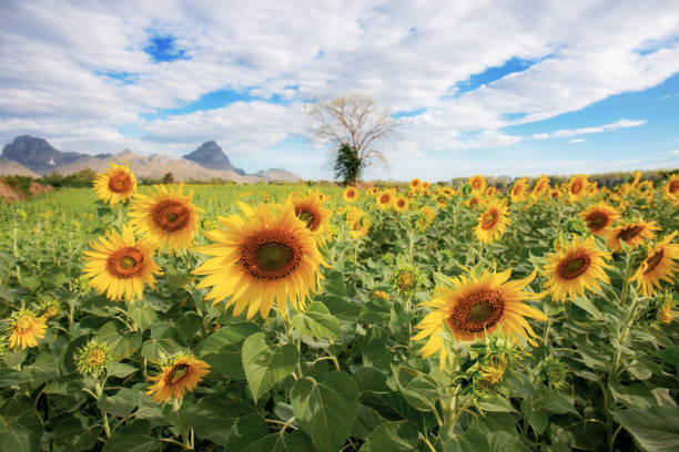 istock Sunflower on field with beautiful. 1154907973