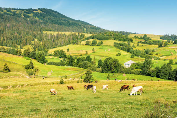 istock cattle grazing meadow in mountains 1154907992