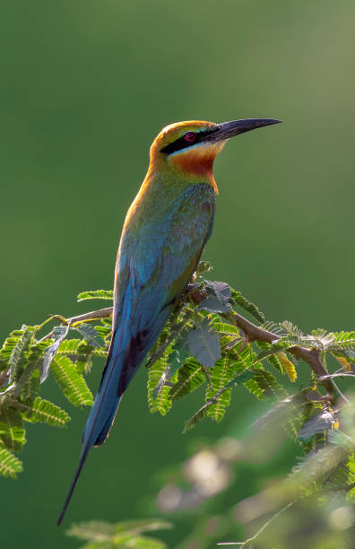 Bee Eater blue tailed bee eater bee eater photos stock pictures, royalty-free photos & images