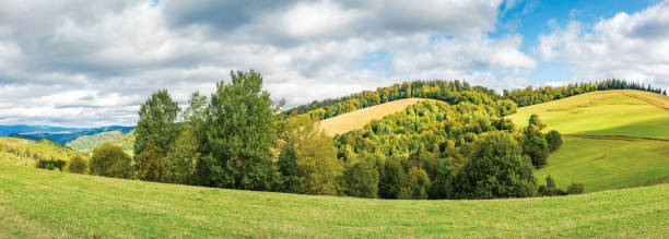 istock forest on the edge of a meadow in mountains 1154909795