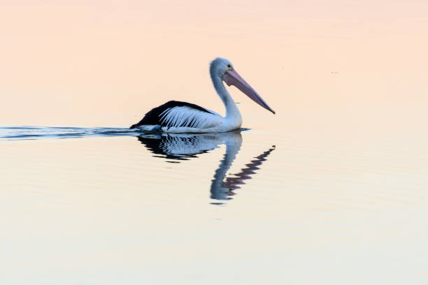 istock Australian Pelican and Pink Sunset Reflection on the River 1154910699
