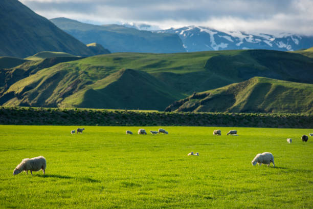 istock Icelandic landscape with grazing sheep 1154910790