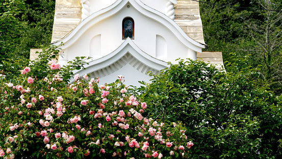 Sochi, Russia - May 24, 2019: a rose bush next to Christian church