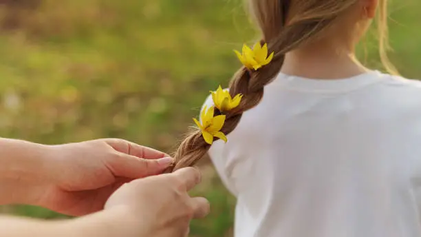 Caring motherly hands braid the hair of little girl. Mom adorns her hair by braiding live yellow forest flowers in pigtail. Happy motherhood. Child care