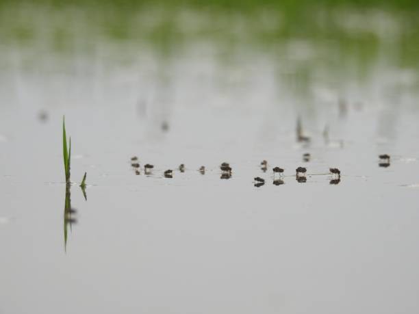 istock Masqtos in water 1154914553