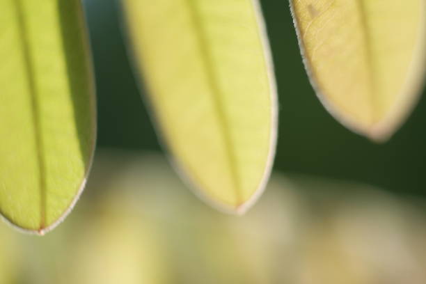 istock macro photography of leaf texture 1154914810