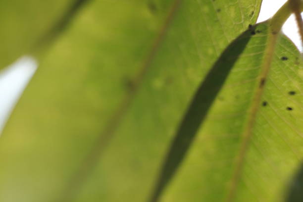 istock macro photography of leaf texture 1154916082