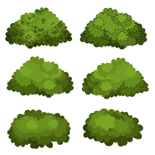 ilustraciones, imágenes clip art, dibujos animados e iconos de stock de conjunto de arbustos verdes vector - arbusto