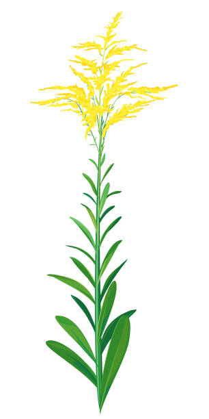Goldenrod plant illustration isolated vector art illustration