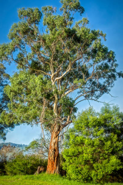 stringy bark trees at genoa - stringy imagens e fotografias de stock