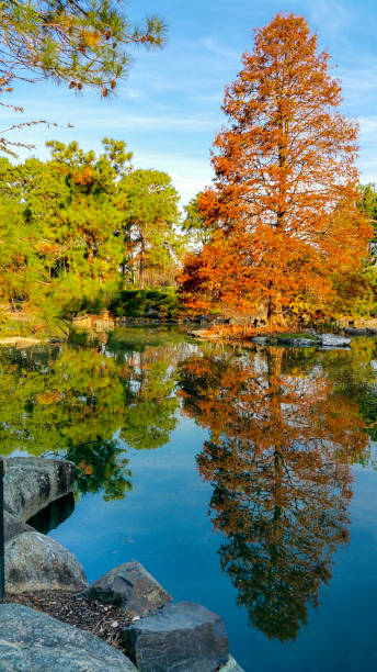istock A tree in autumn yellow/orange foliage 1154920944
