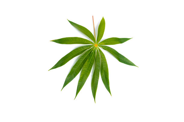 Manihot esculenta, Cassava Root, Tapioca leaf isolated on white.