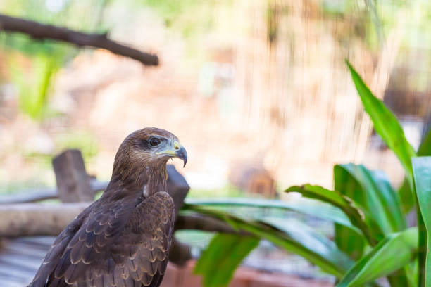 sokół z bliska w parku z zielonym - kestrel hawk beak falcon zdjęcia i obrazy z banku zdjęć