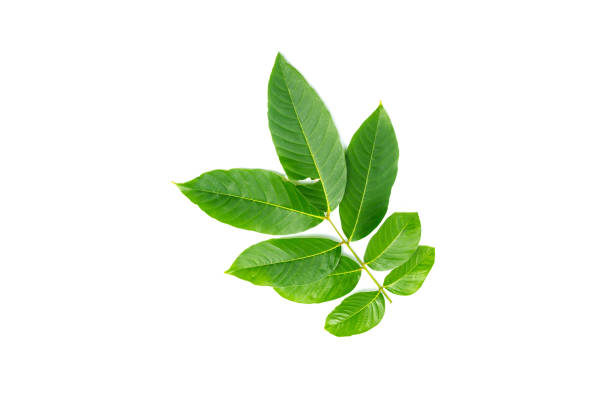 istock Lagerstroemia speciosa  leaves isolated on a white background 1154923200