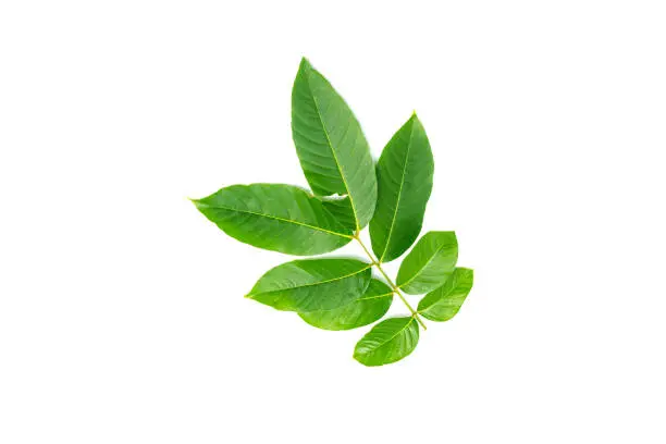 Lagerstroemia speciosa  leaves isolated on a white background
