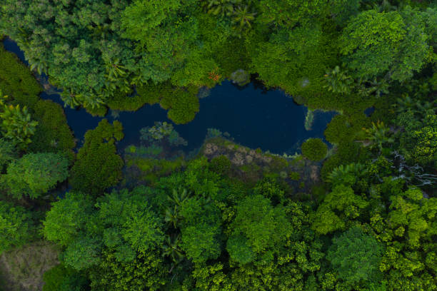 drone point of view pond in tropical rainforest