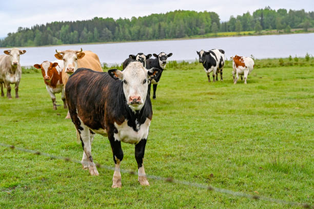 istock cows standing in a green field with a lake behind 1154923280