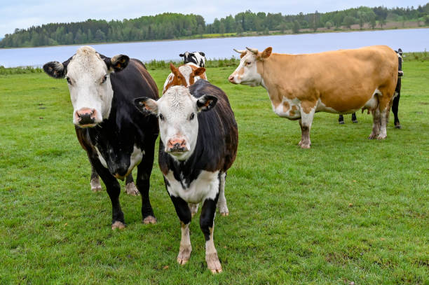 istock cows standing in a green field with a lake behind 1154923285
