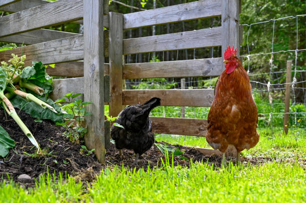 istock Rooster and hen eating in garden compost 1154923316
