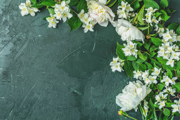 Jasmine and white peonies on dark green concrete surface stock photo