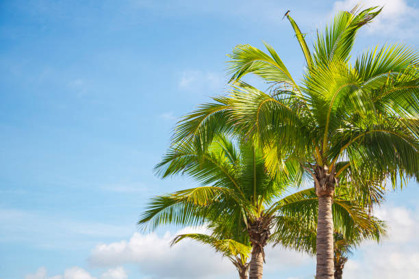 palmen verzweigen sich gegen den himmel - tree climate sky nobody stock-fotos und bilder