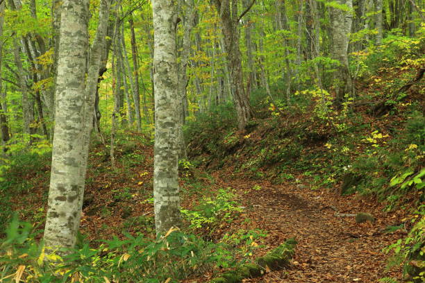 istock Aomori Prefecture Autumn leaves 1154925360