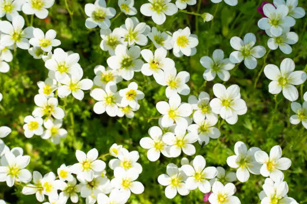 Photo of lobularia, alyssum flowers in the flower bed. Decorative plants of the Botanical garden.