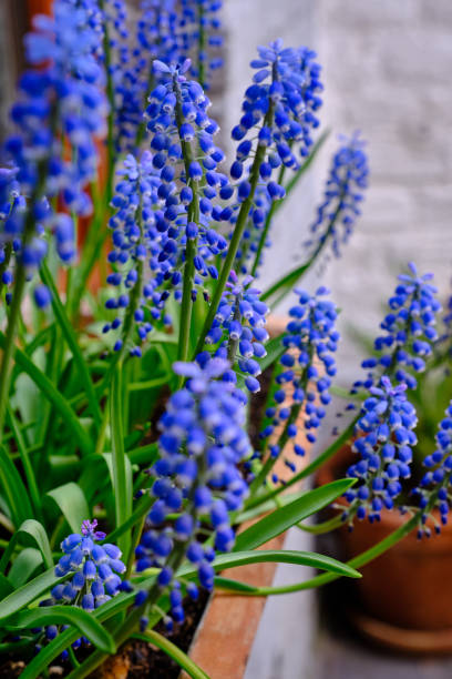 istock Blossomed blue flowers on balcony 1154928362