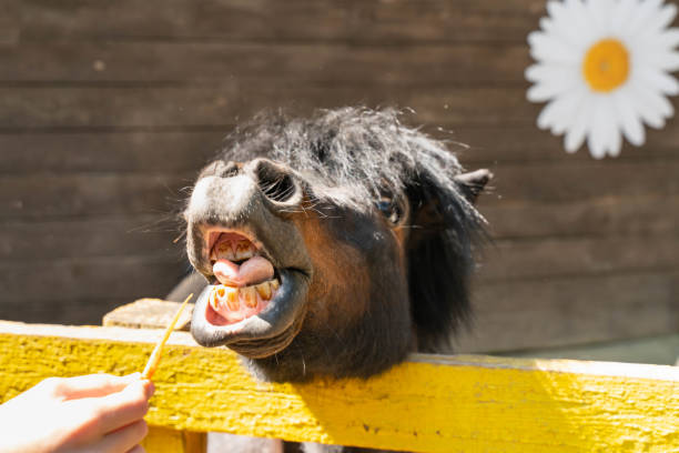 funny pony smile and show teeth. Eat carrots and wait for additives.