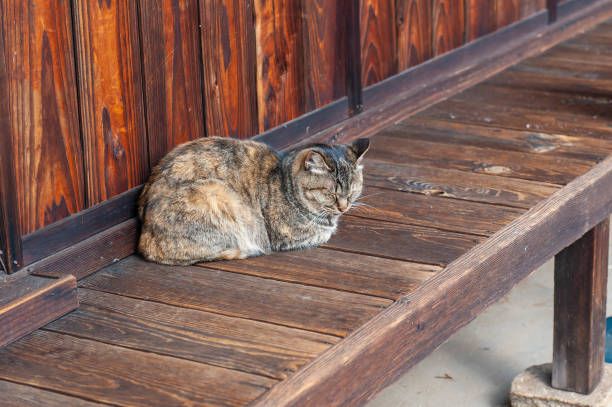 istock Sleeping cat on an old wooden floor 1154928617
