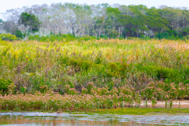 istock Swamp and Bush in Cape May, New Jersey 1154929242